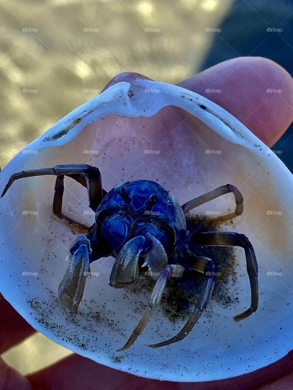 Crab in shell