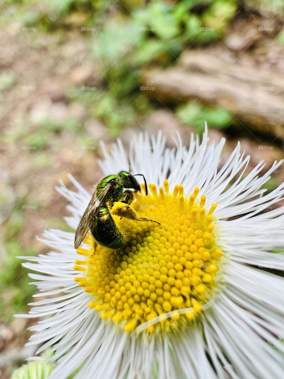 Iridescent sweat bee pollinating a yellow and white wildflower in the springtime 