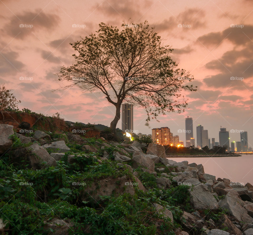 Alone Tree Peeping on the nearby City during Sunset.