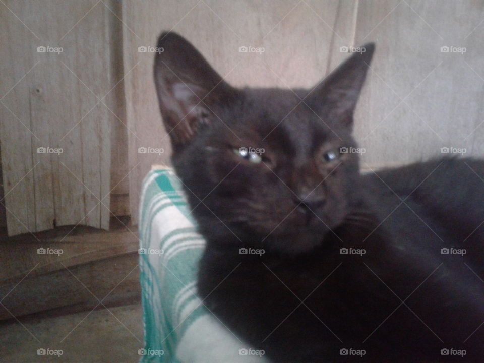 hhhmmmwhoyou???, what you looking at???, mykittyanne, kittyobservant, feline pride