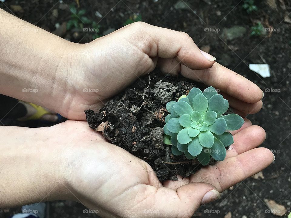 Plants on my hands