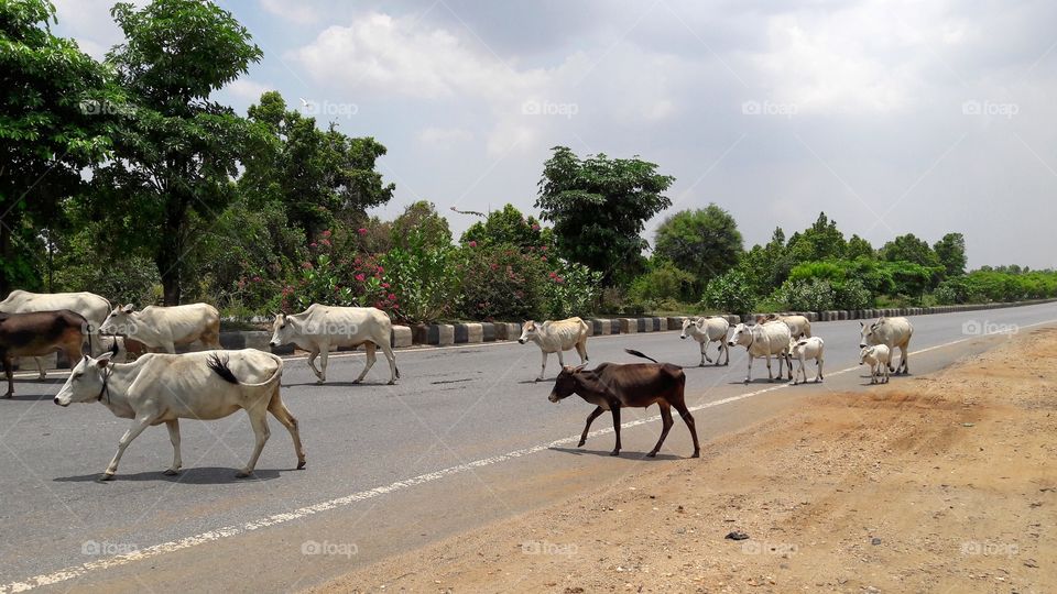 VIP traffic on road 🤣
Cattles crossing highway. These are one of the major causes of accidents too.