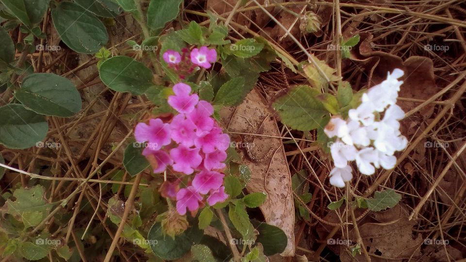 Purple and white flowers in wild nature
in sunny tropical day of March