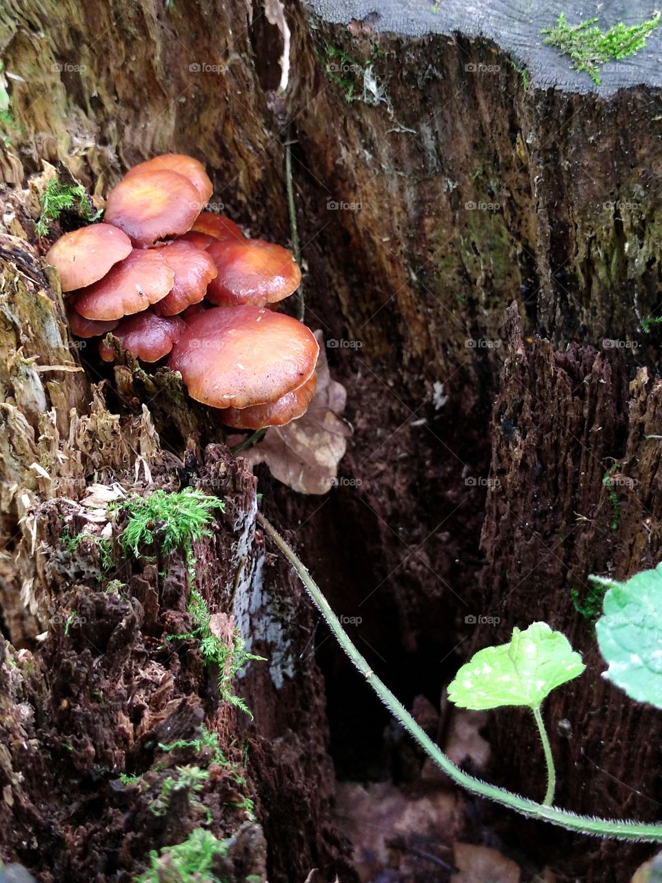 brown  young mushrooms that are inside the old tree stump