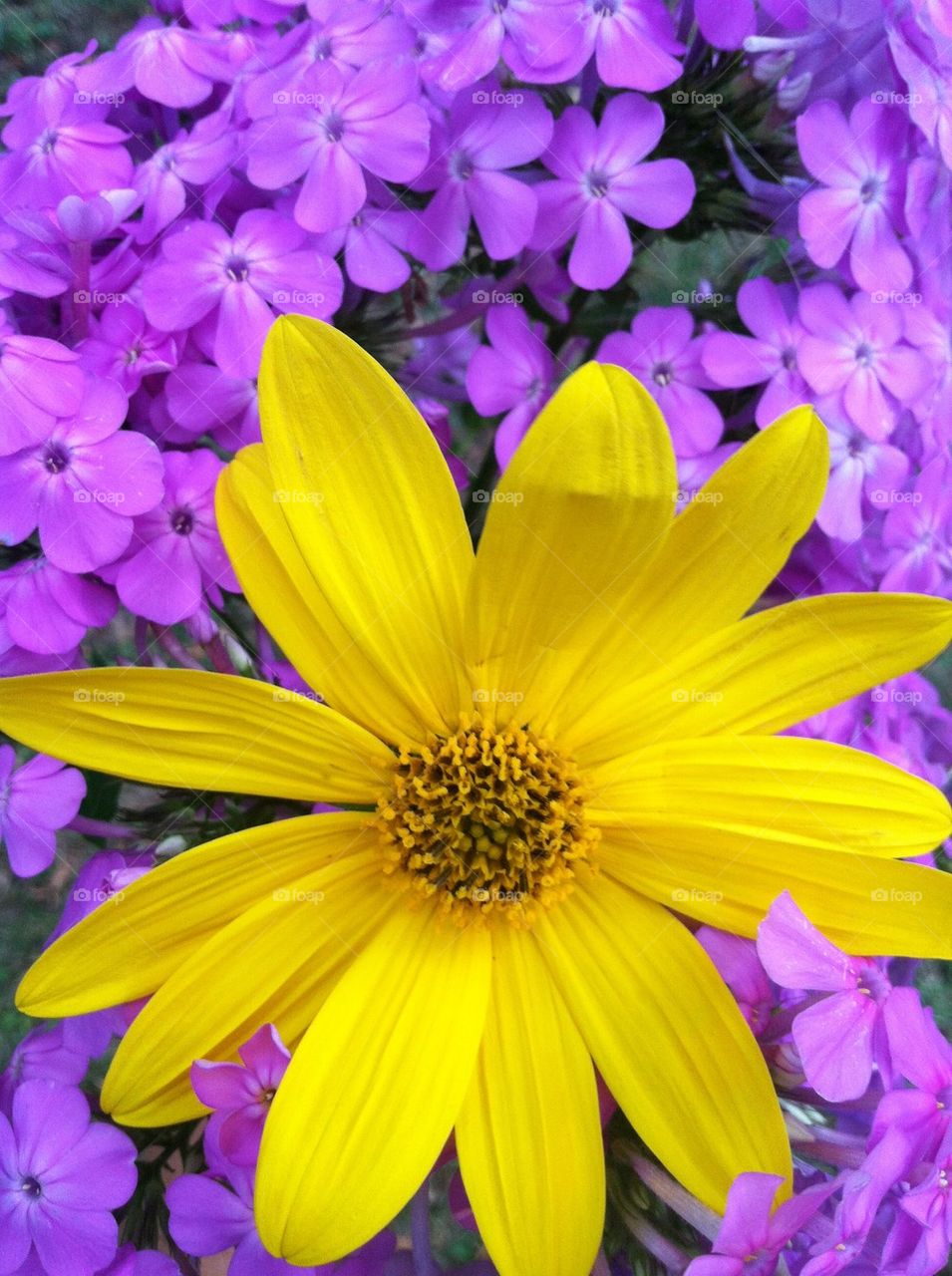 Purple flocks and yellow flower 