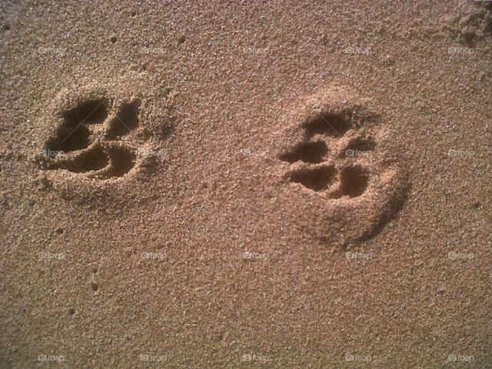 Doggies prints in the sand
