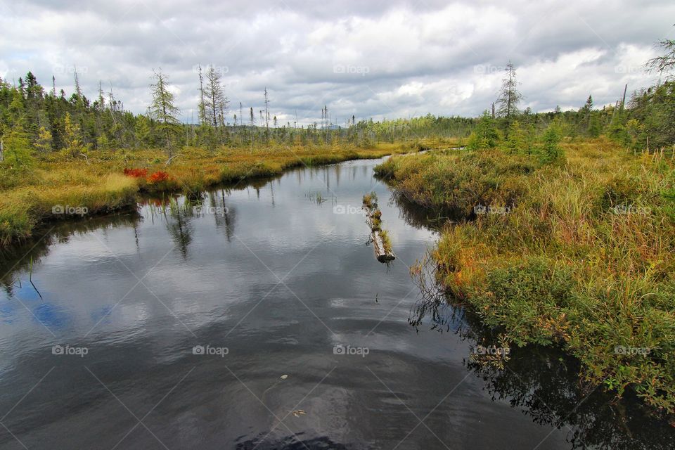 Spruce bog and river