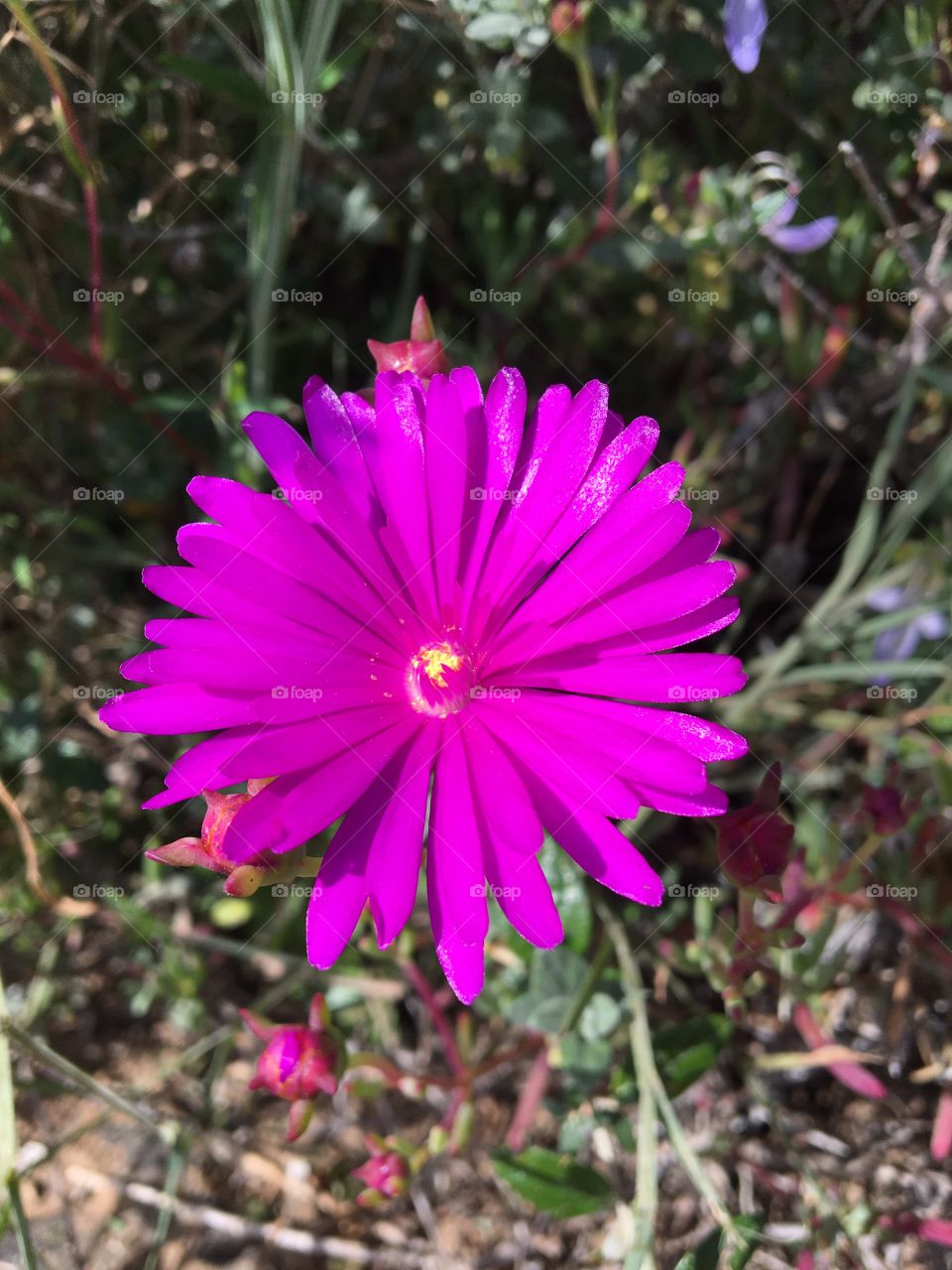 Bright and unique flower from South