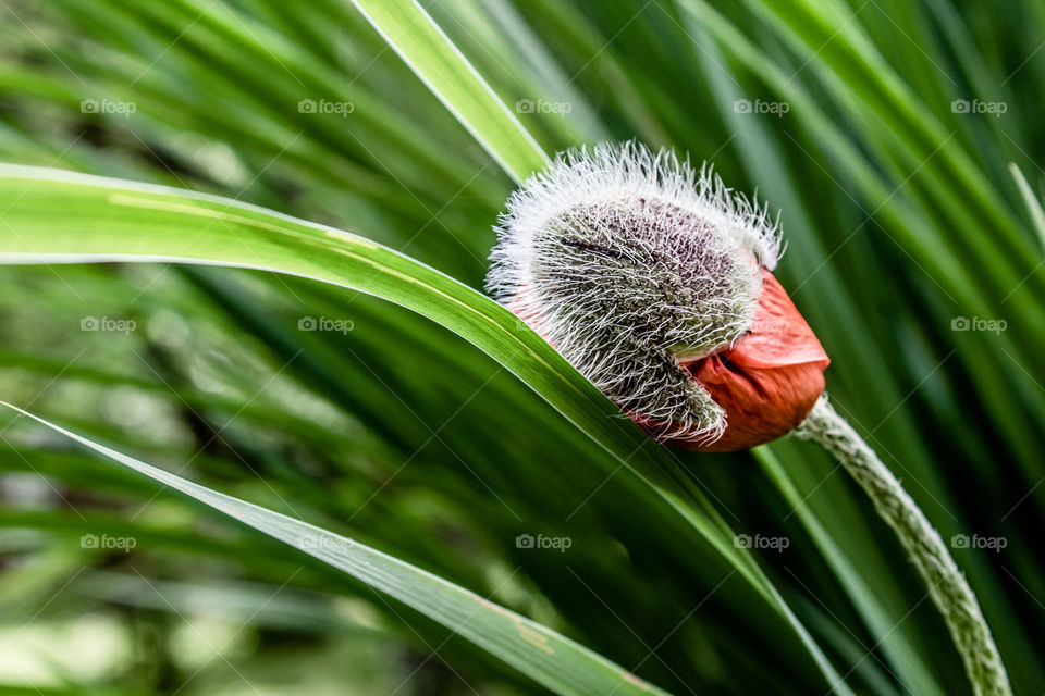 Close-up of poppy bud