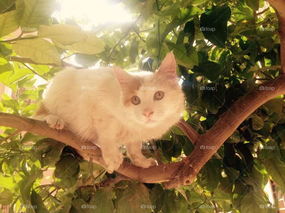 Cat stuck on a tree
