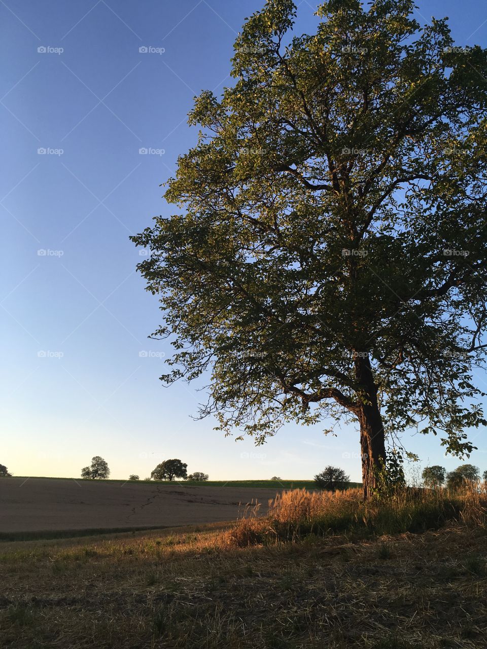 Sycamore tree in field at sunset