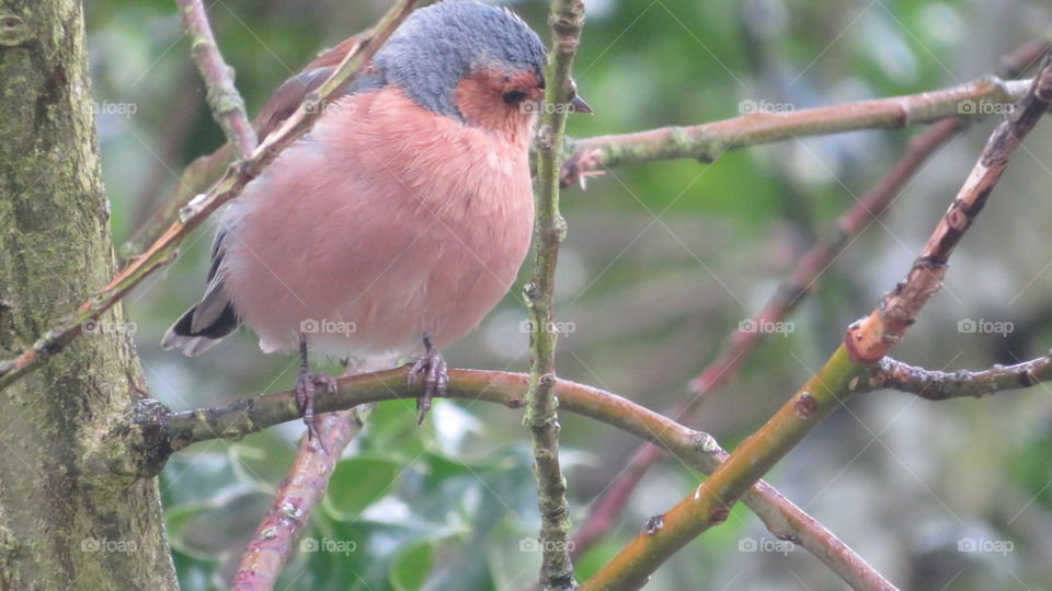 Chaffinch 