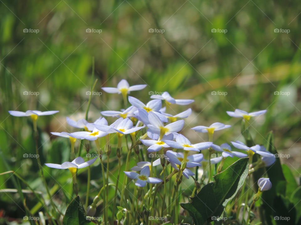 Tiny flowers. a cluster of small blooms