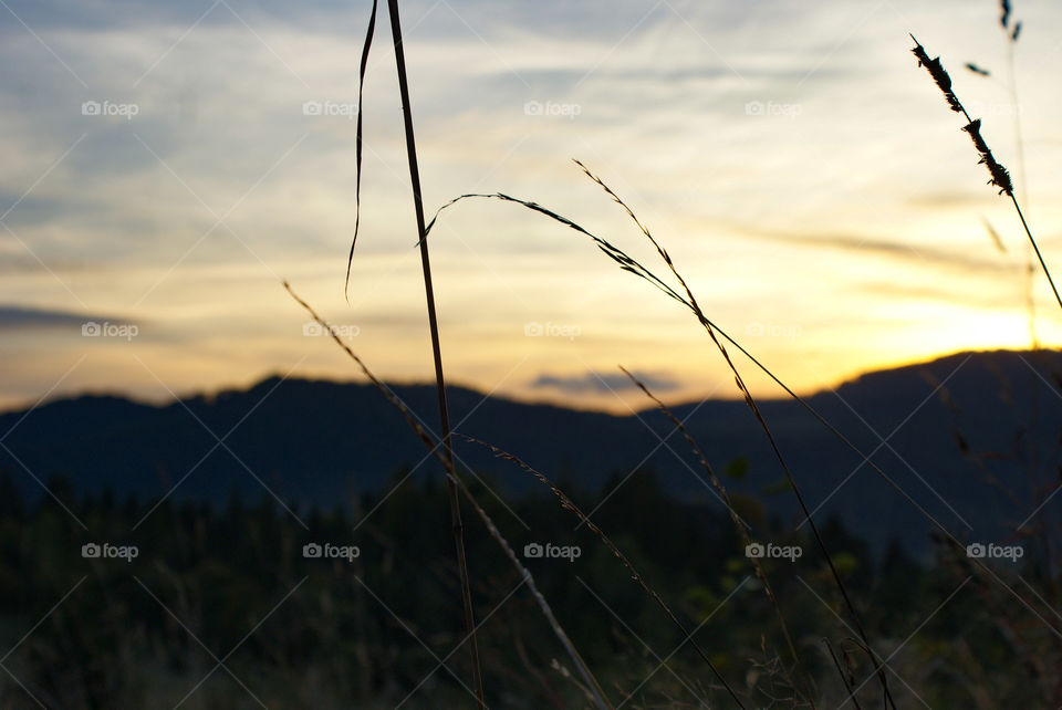 Stalks of grass on a background of mountains