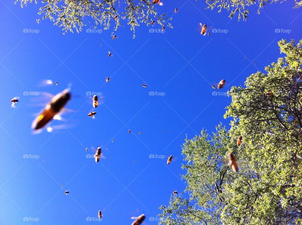 sky flight bee honey by stephen