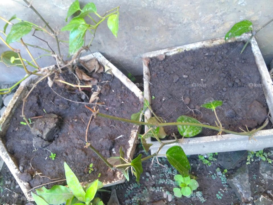 Planting piper betel on pot