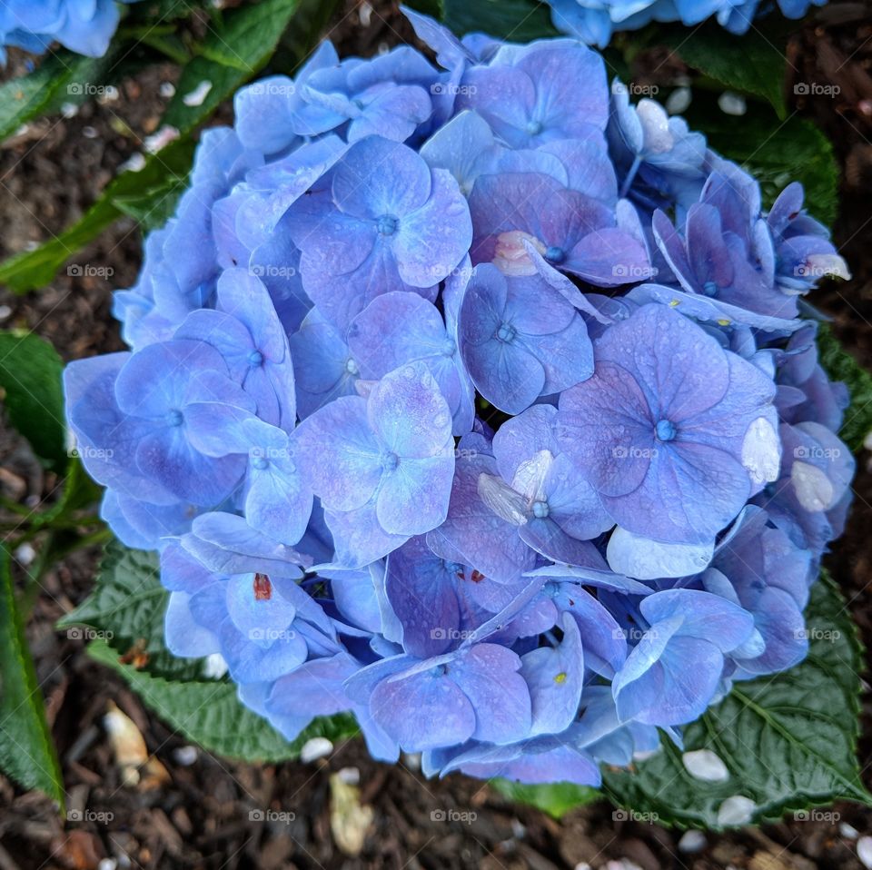 Hydrangea Beauty