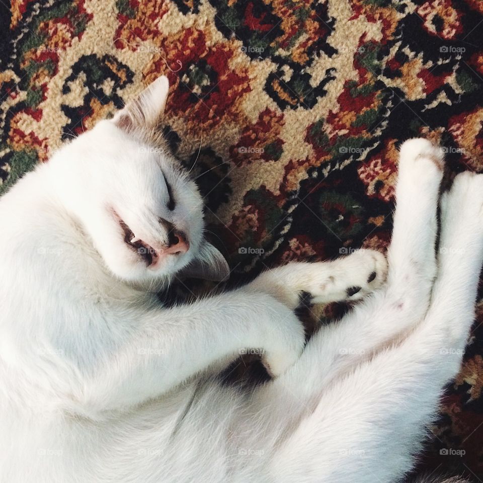 Sleeping cats are the cutest