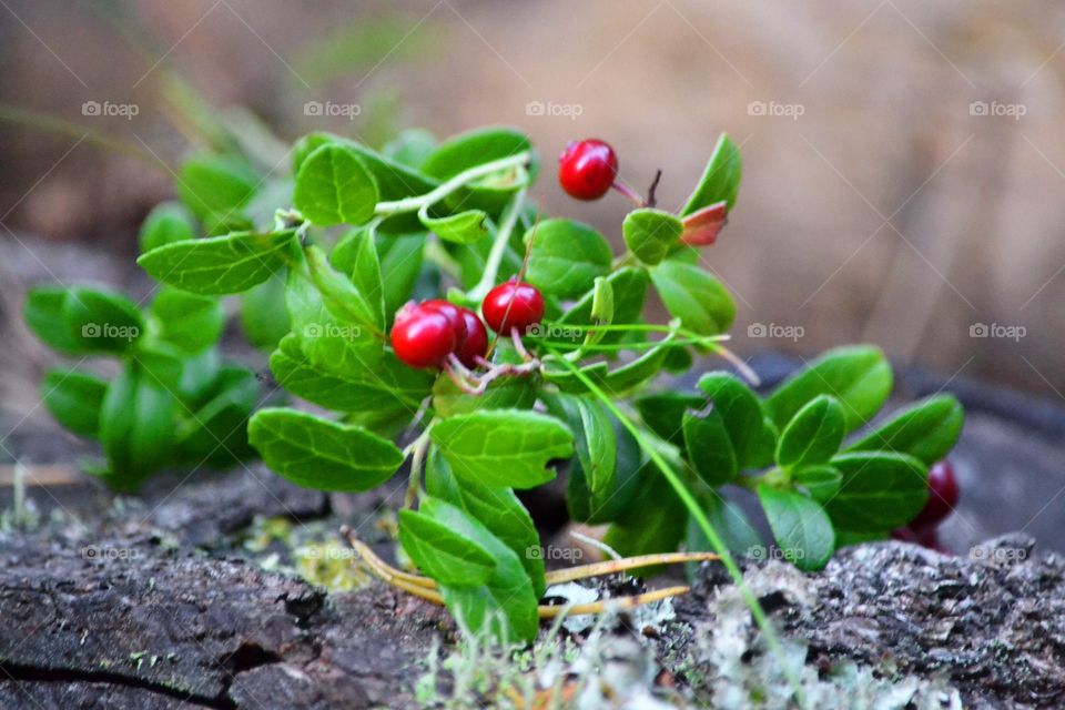 Lingonberry