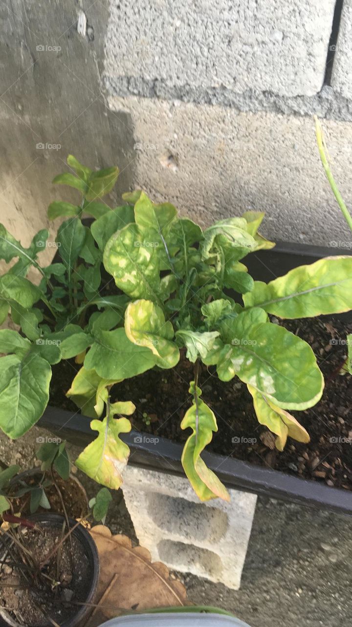 Arugula 