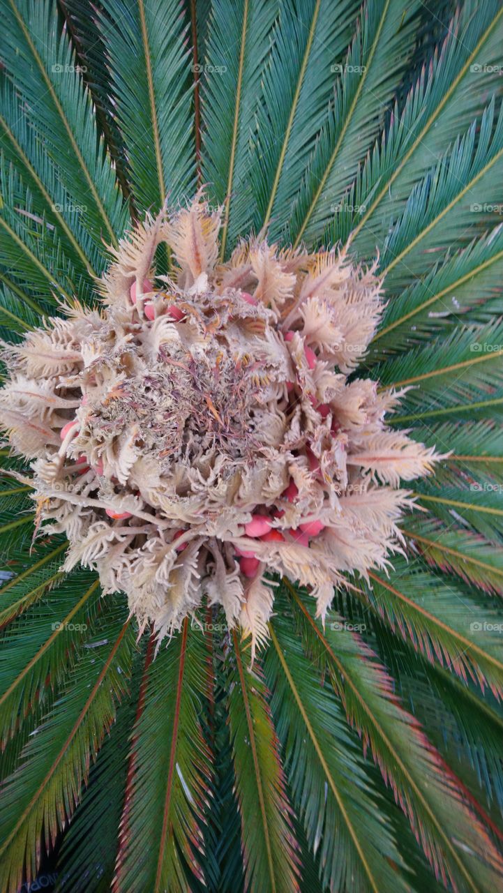 Tropical flower palm