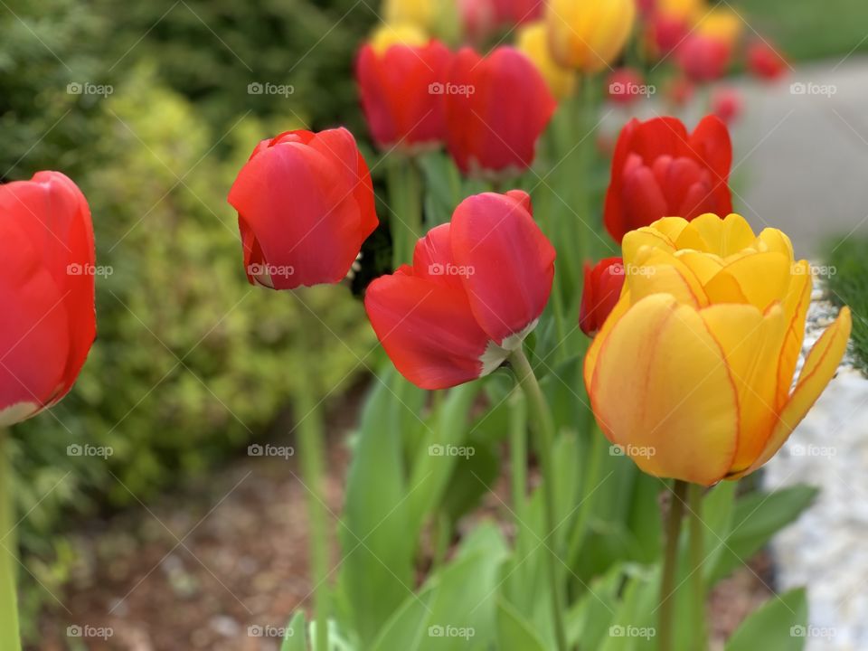 Tulips 