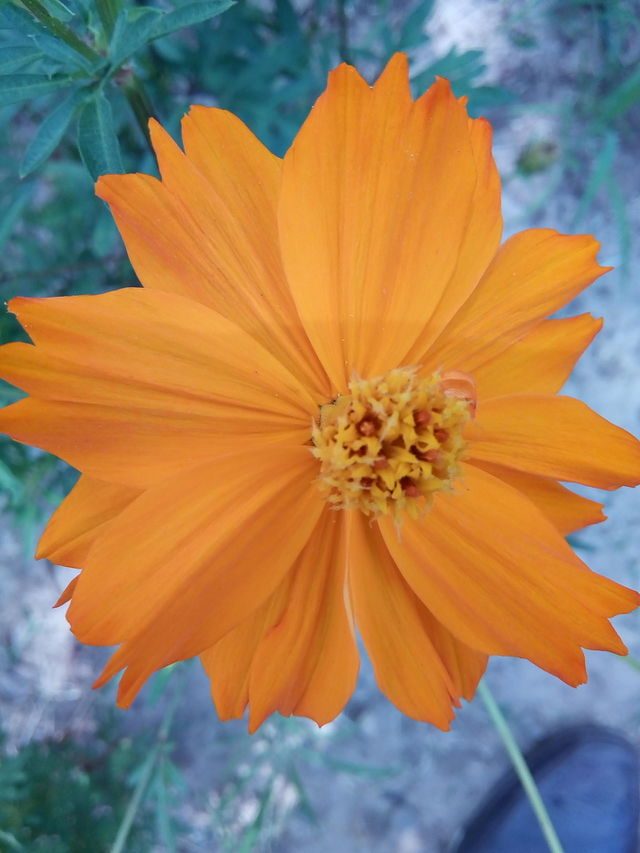 a beautiful blooming flower- in full beauty.