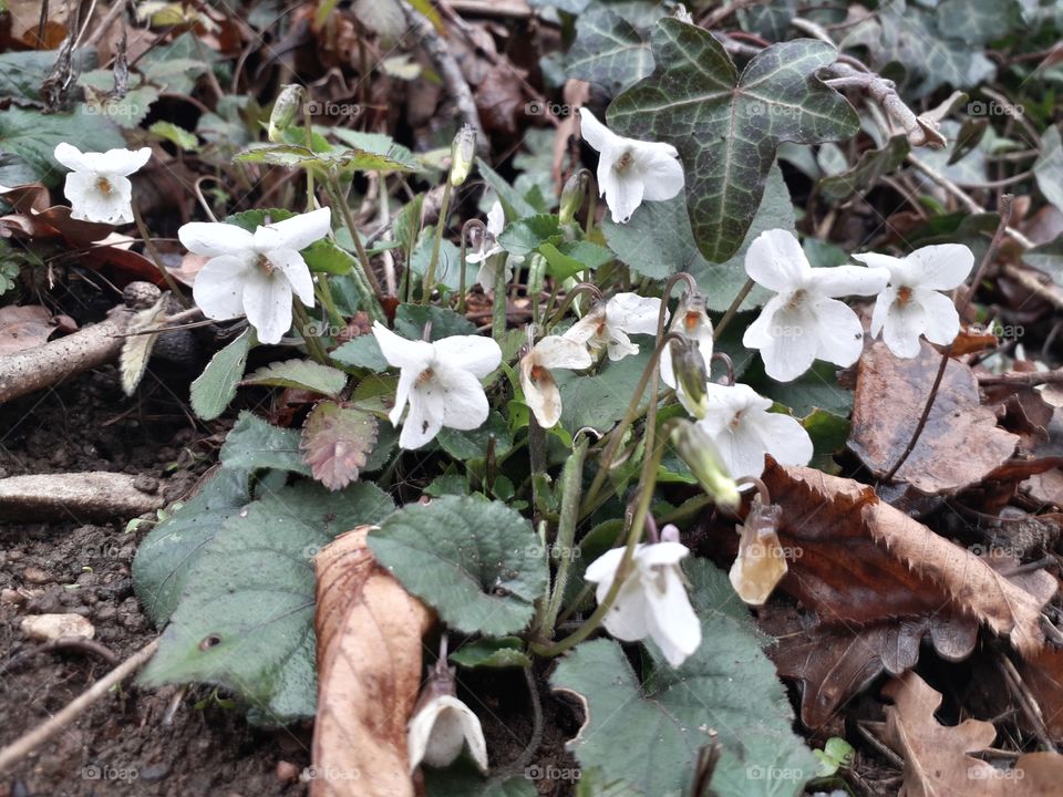 springtime in the wood