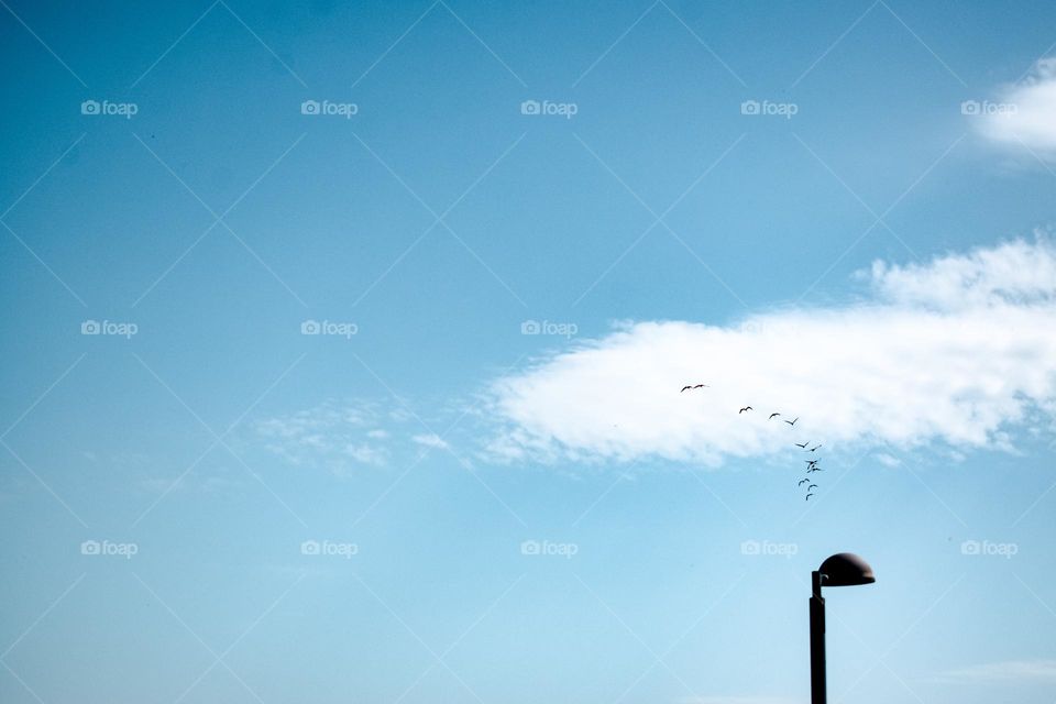 Streetlamp  flock of flamingos and cloud