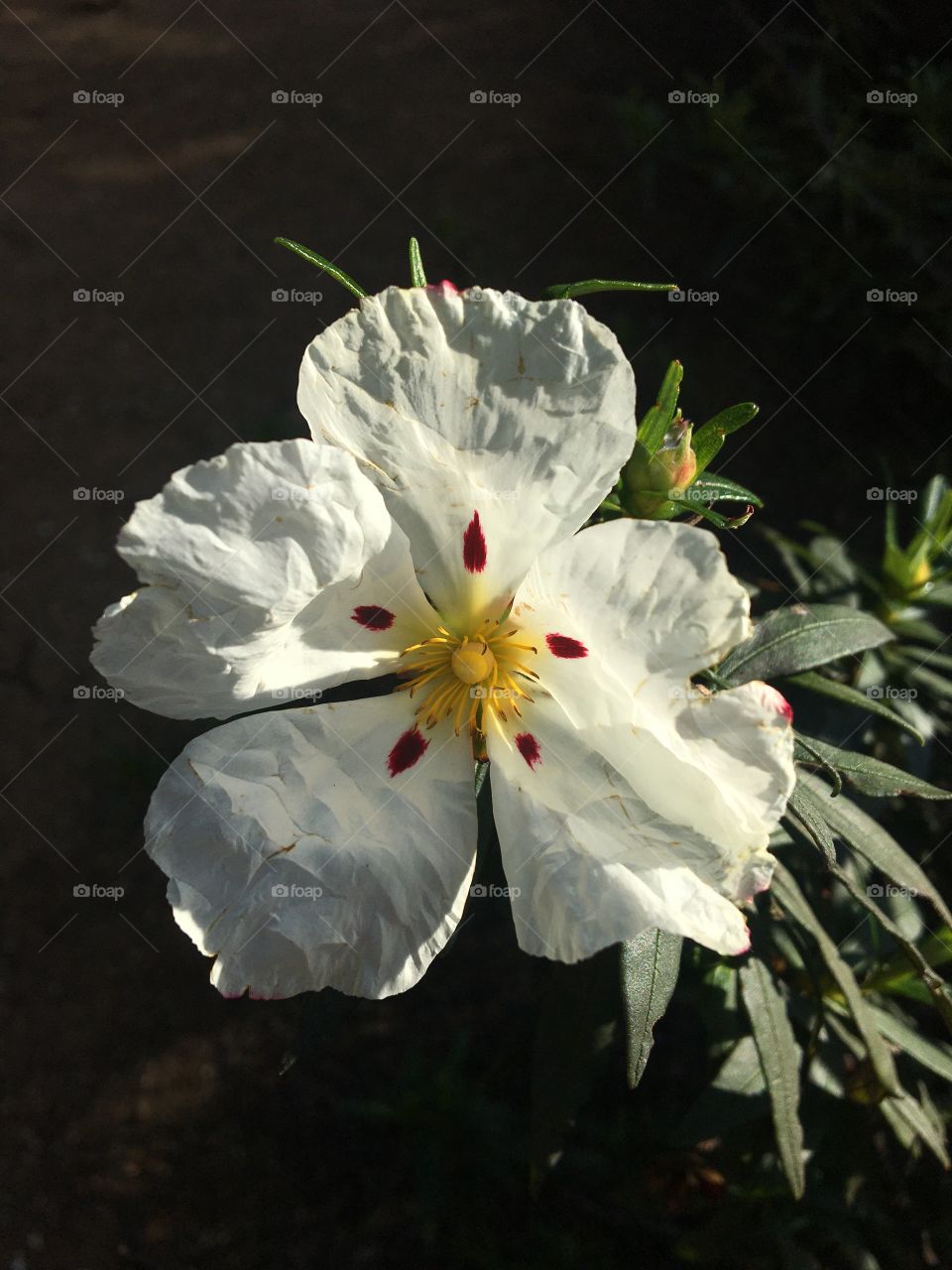 White flower like crumpled paper