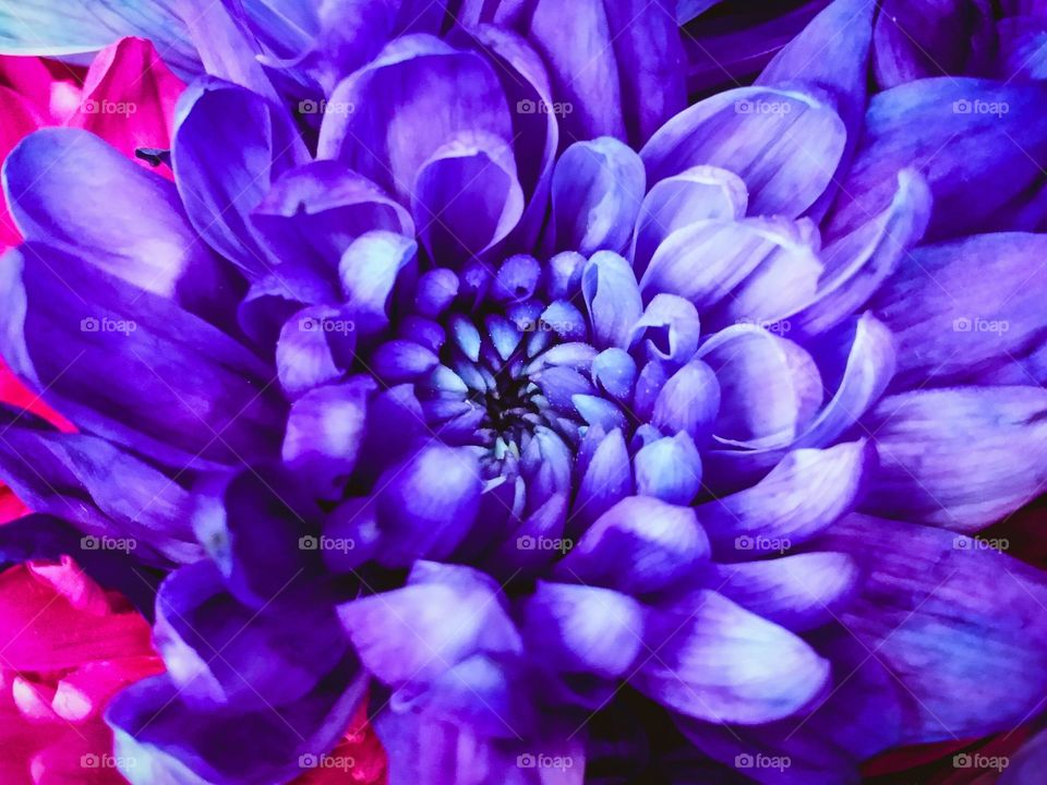 Purple Flower