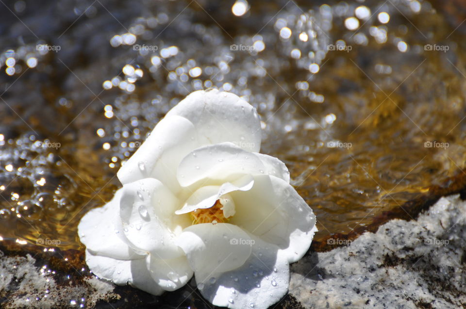 Floating white rose