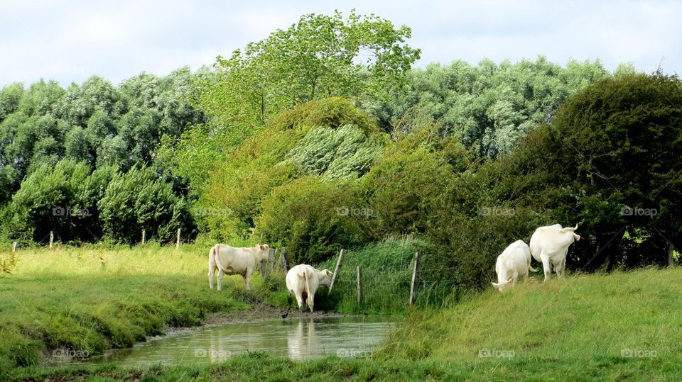 cattle pond