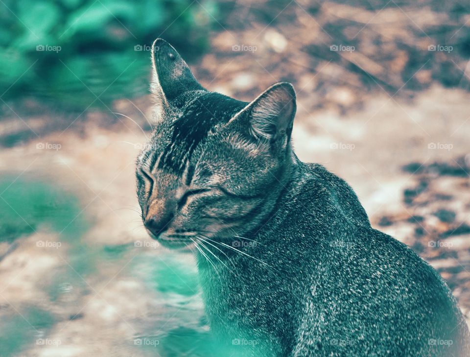 Egyptian mau cat - sleepy