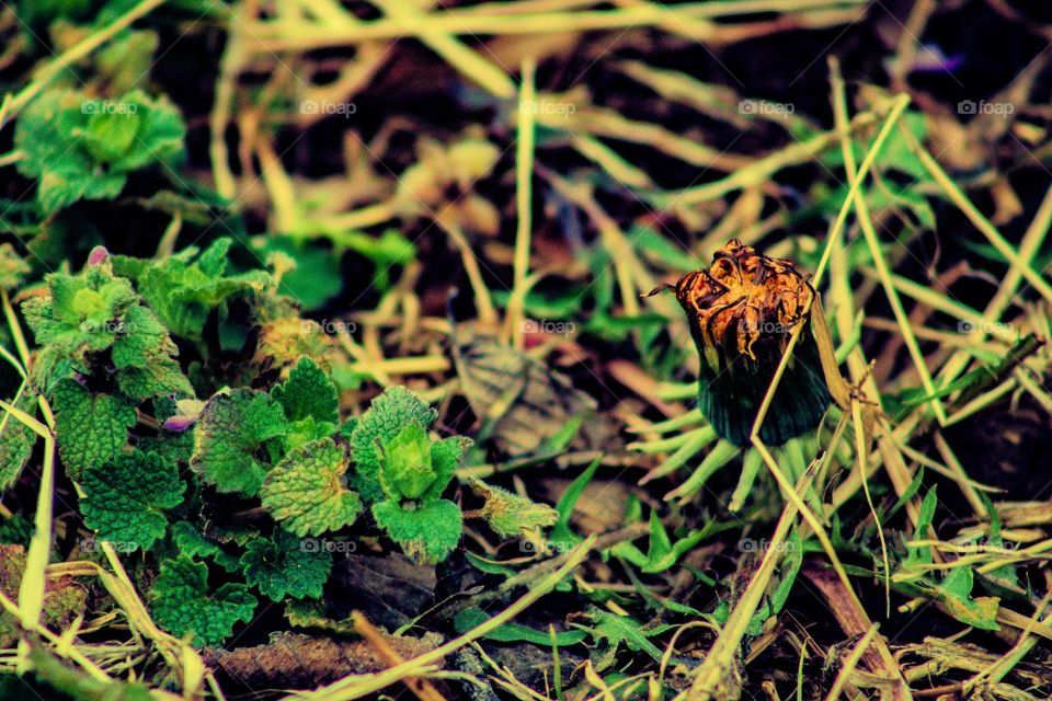 dandelion blooming in the grass