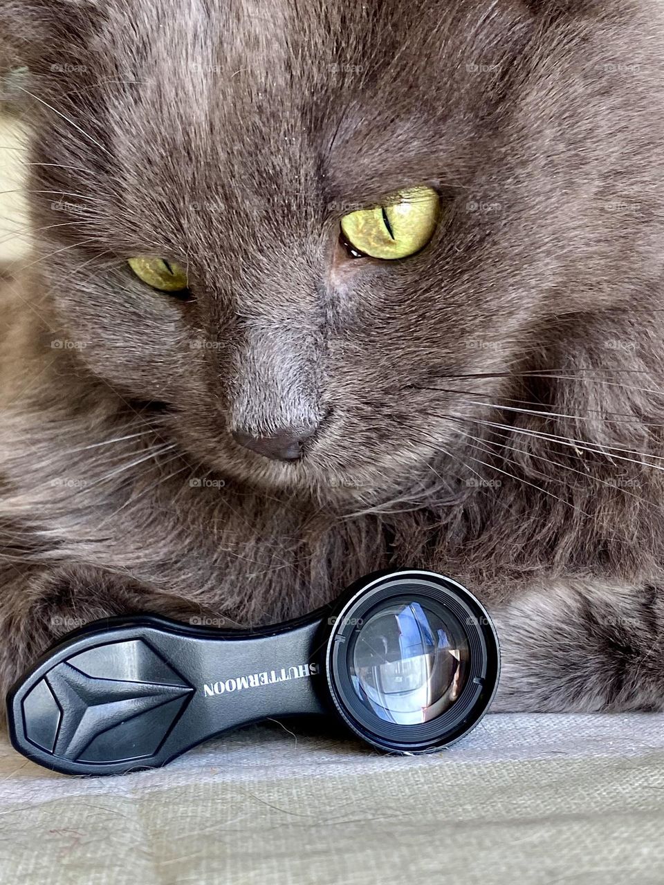A grey cat sitting next to a clip on macro lens for a cell phone