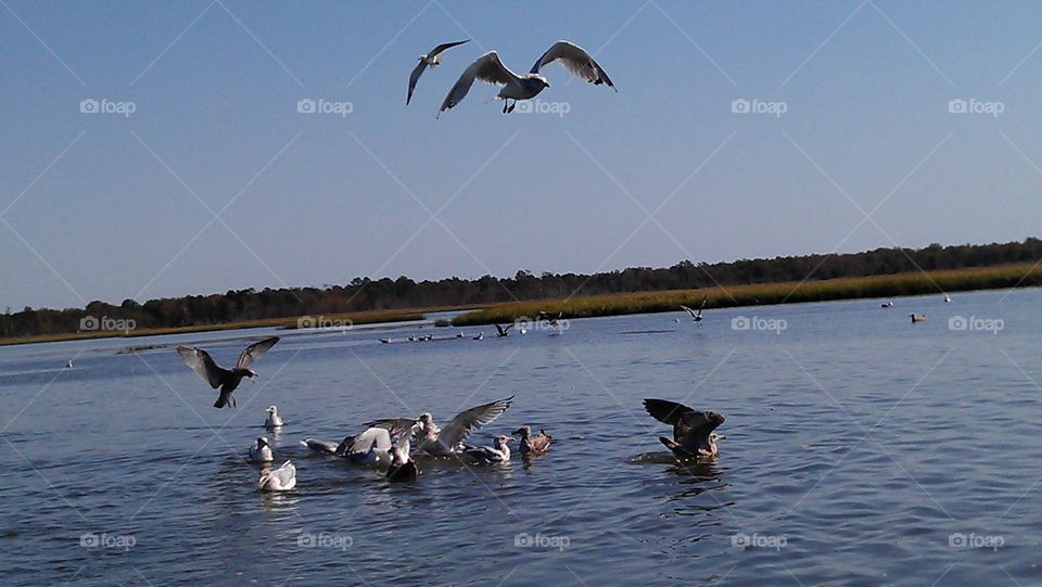 Bird, Seagulls, Water, No Person, Goose