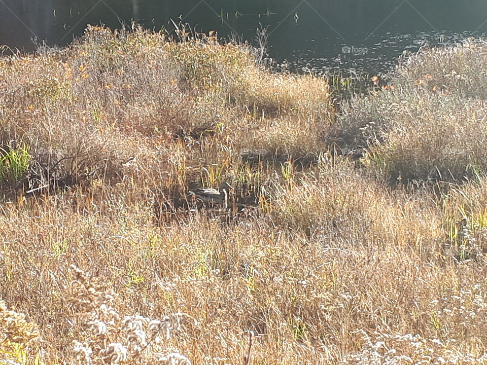 Duck hiding in the grass