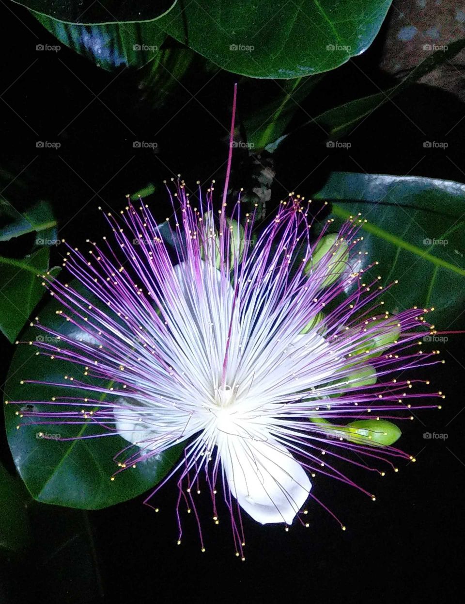 World in macro: a flower of Indian barringtonia, it was always blooming at night, and it had withered after one night,  then became a fruit slowly. also called fireworks flower.