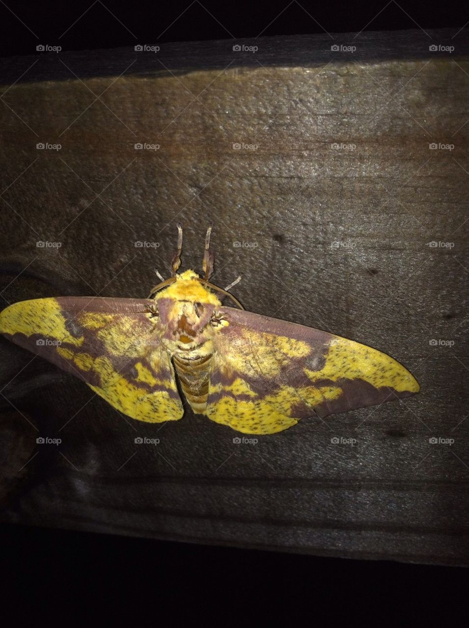 yellow beautiful large moth by ceesko