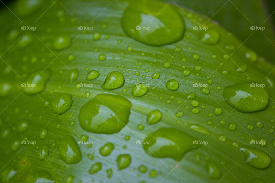 rain drops on a leaf