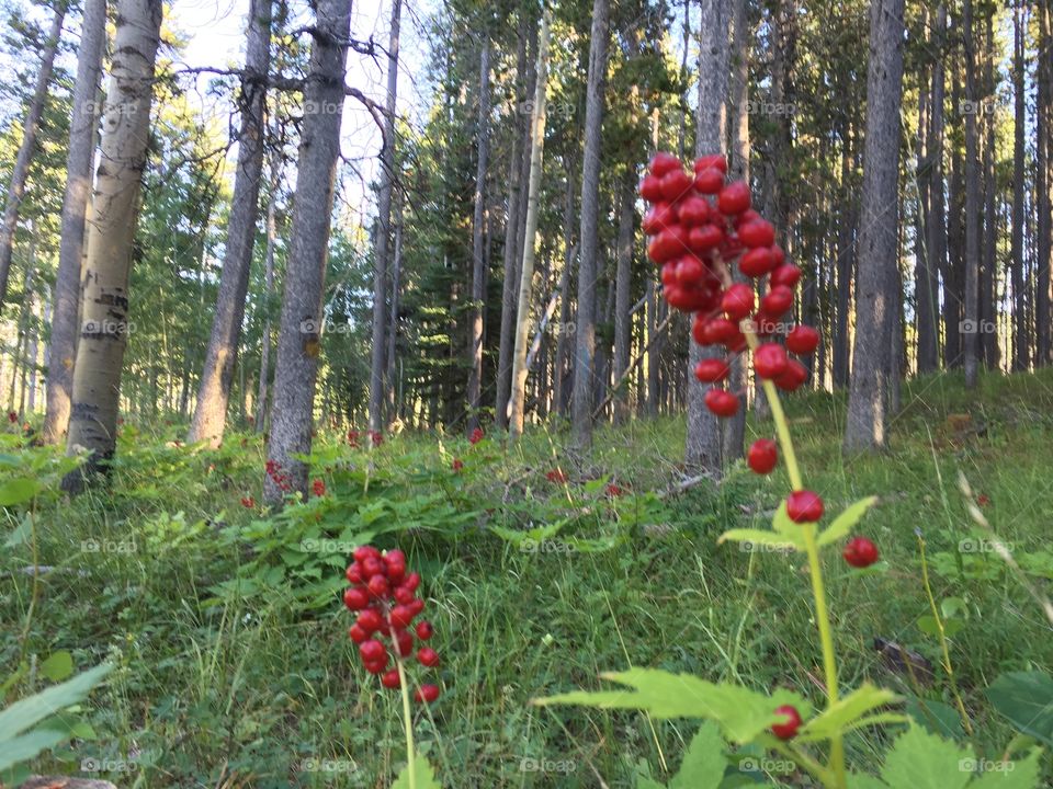 Wild Red Berries. Wild red berries on Casper Mountain in Casper, Wyoming