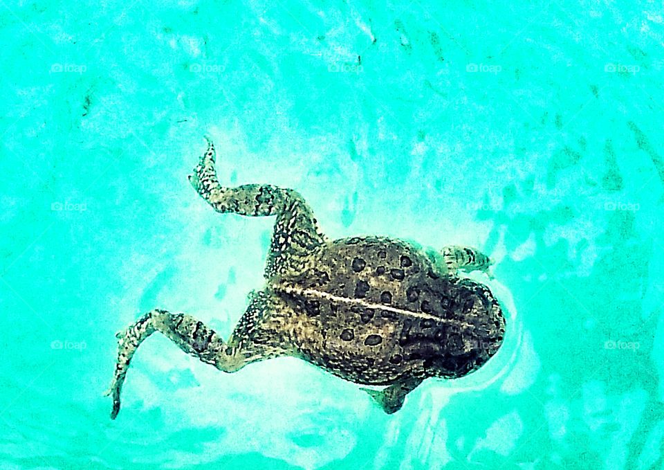 Swimming Frog