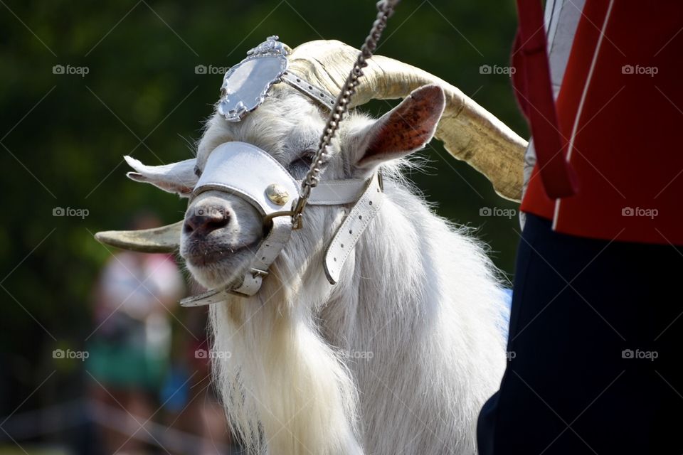 The Royal goat 