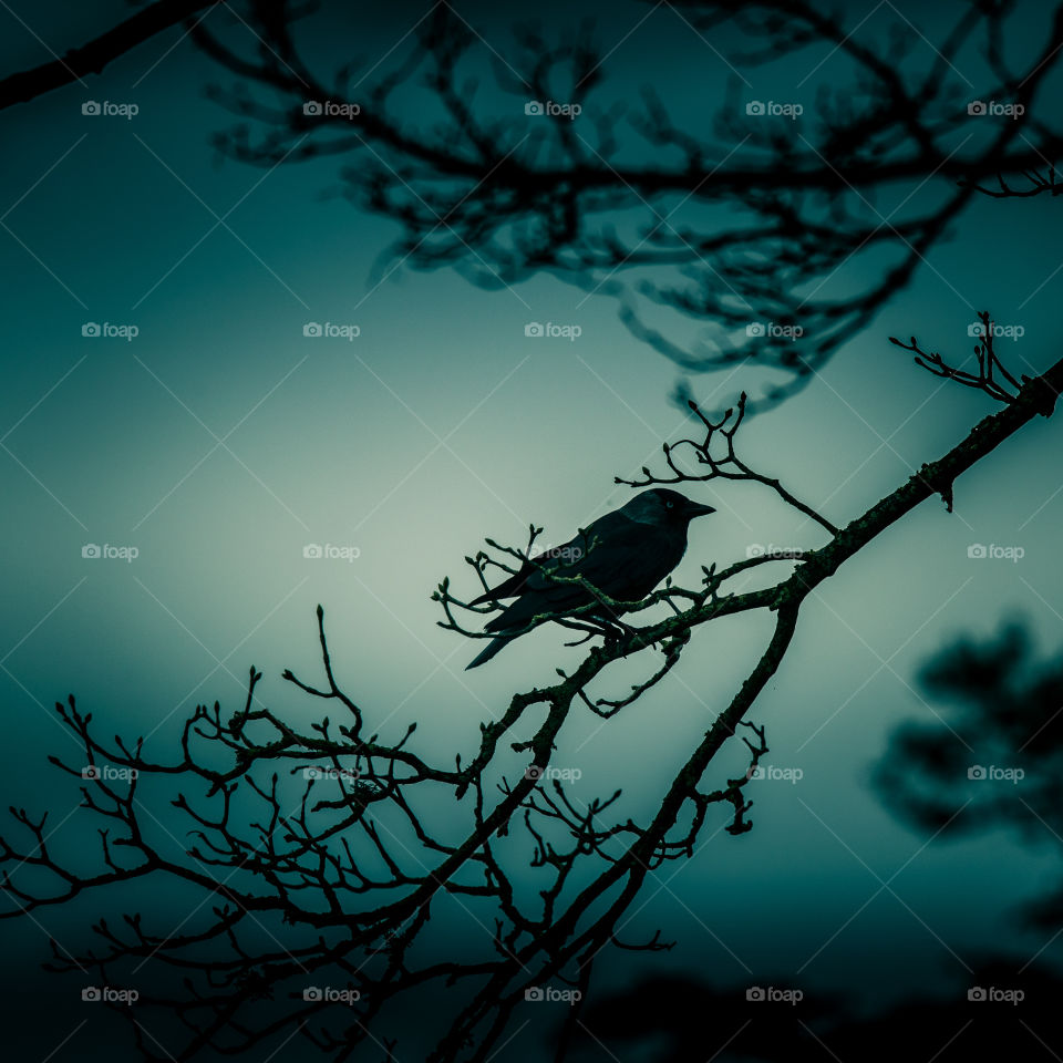 Silhouette, Bird, Tree, Sky, Moon