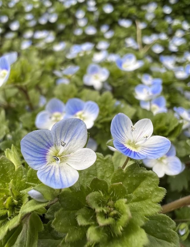 Spring has come to my garden, it has given new life to the flower