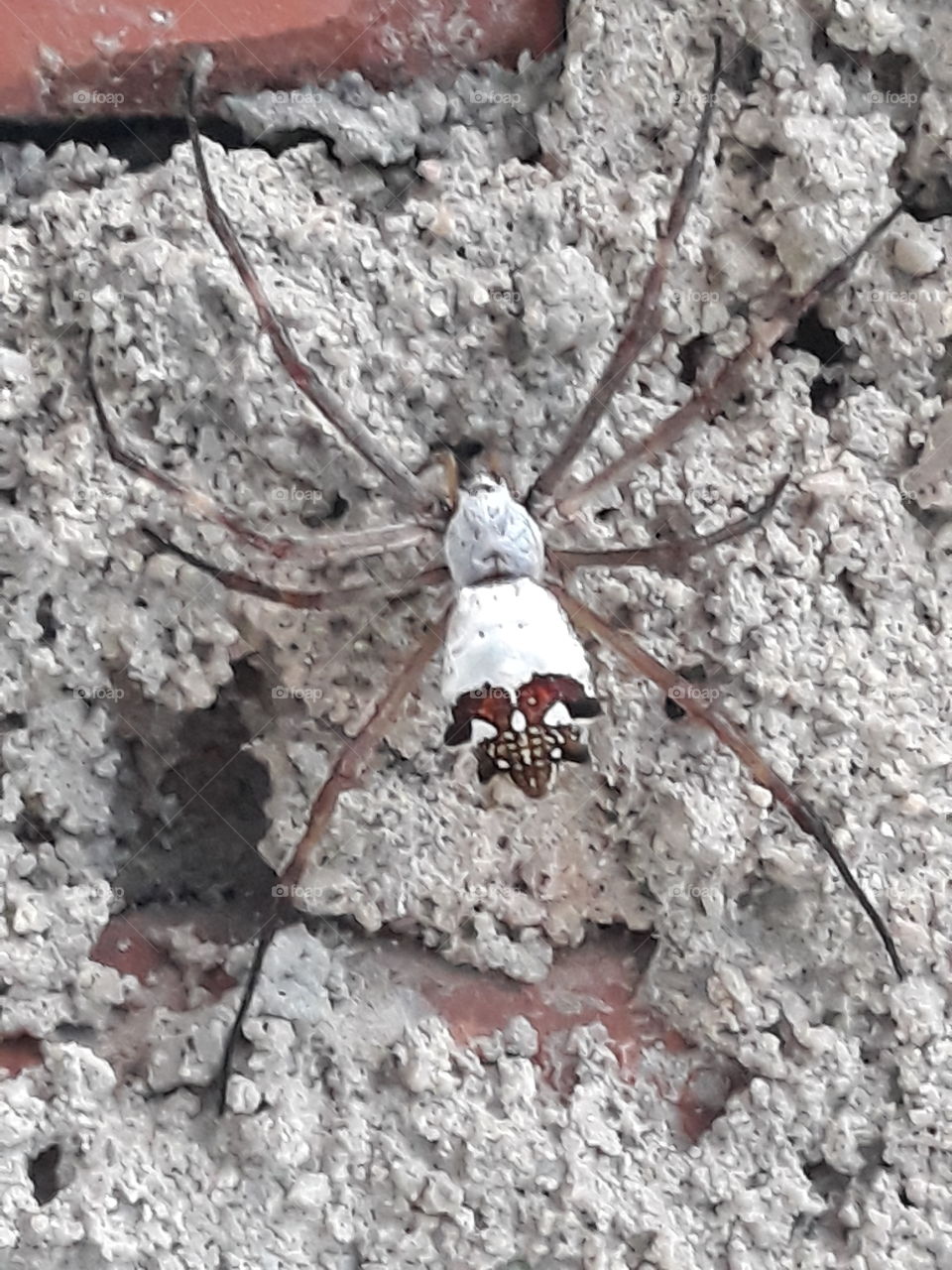 spider on the wall