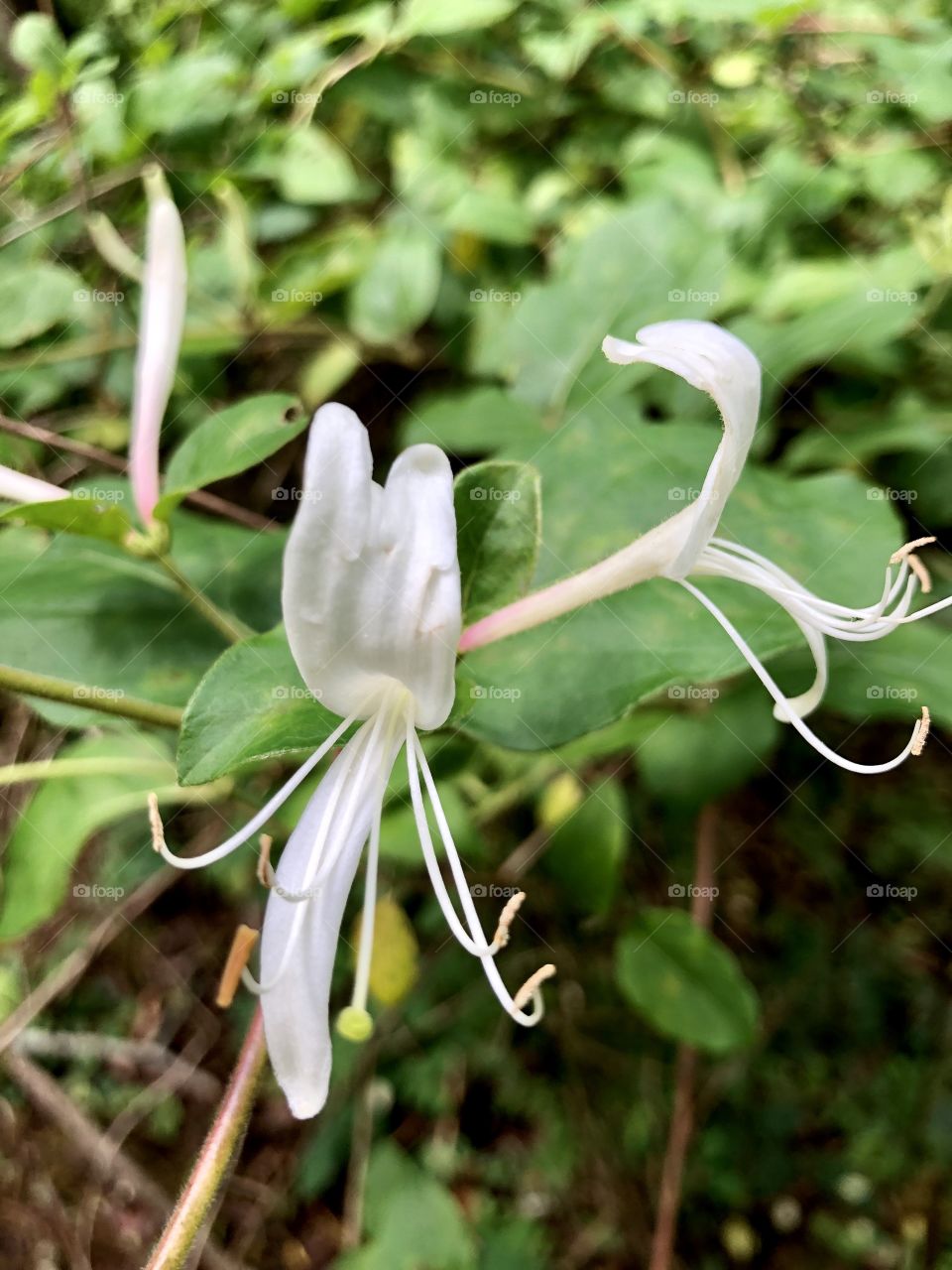 Honeysuckle 