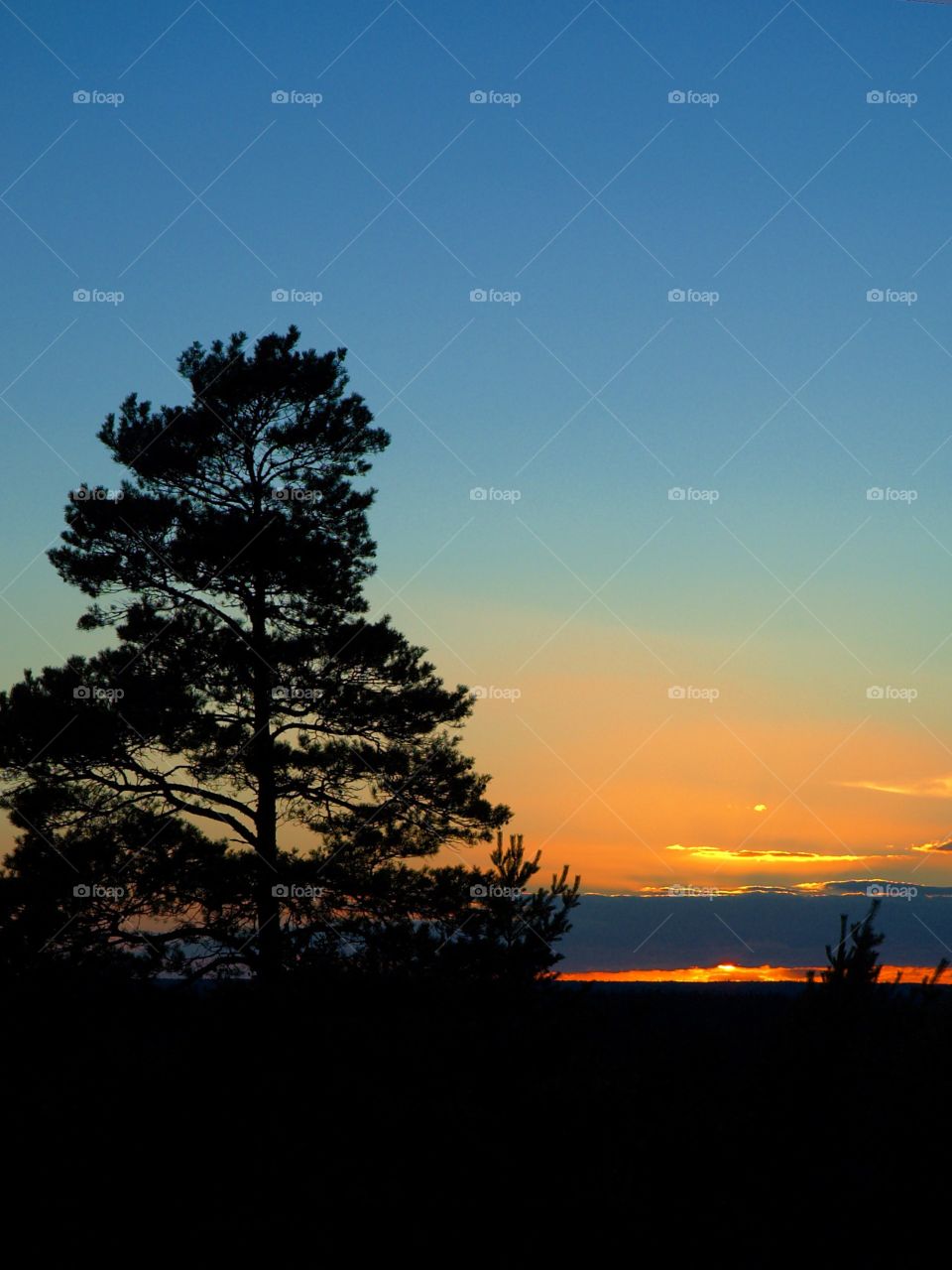 Sunset behind the silhouette of a pine tree.