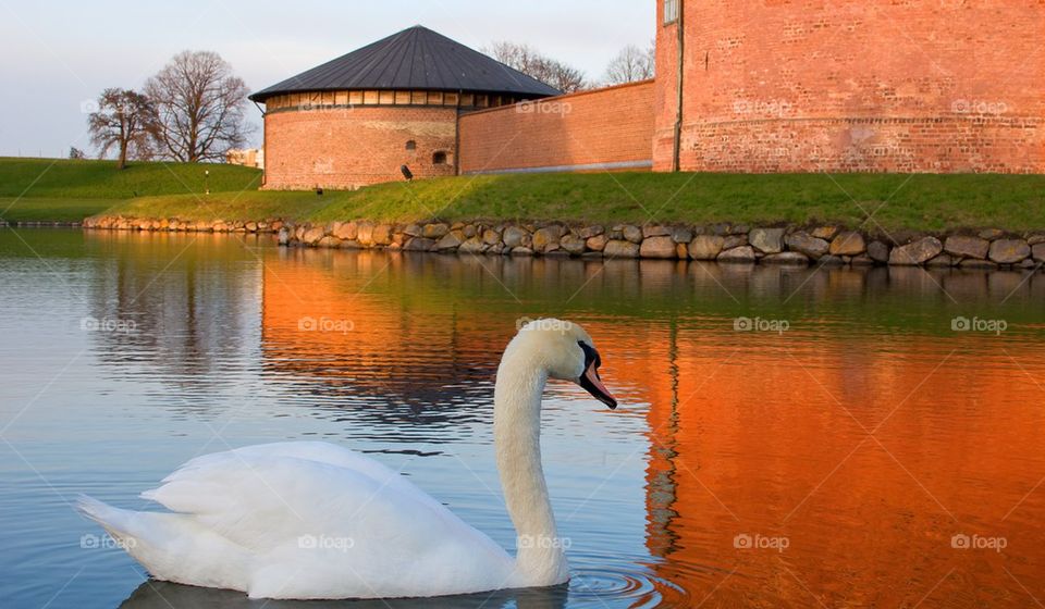 White swan swimming in lake